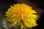 Dandelion company icon